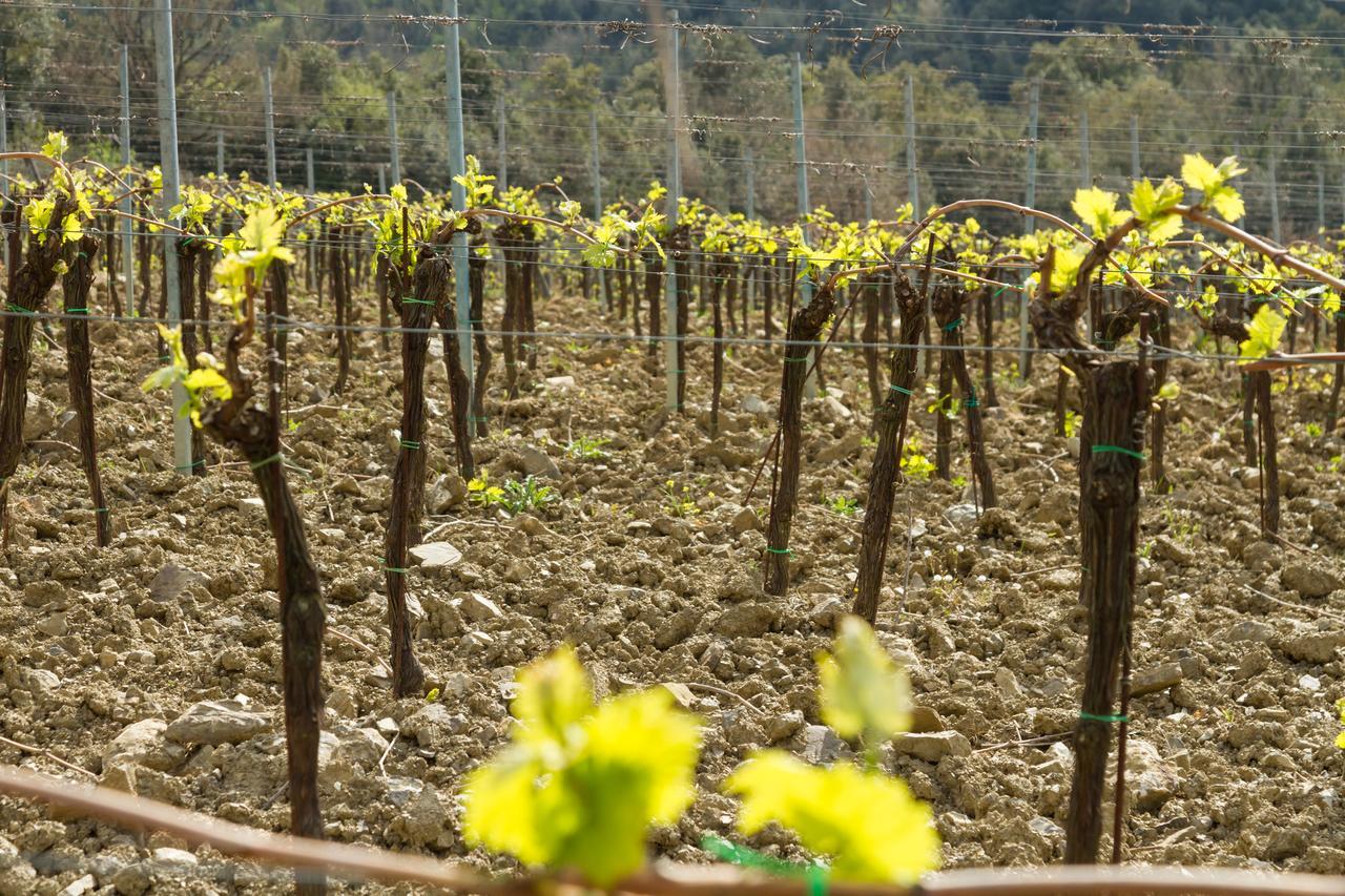 Agriturismo Piemaggino Castellina in Chianti Eksteriør bilde